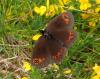 Erebia meolans